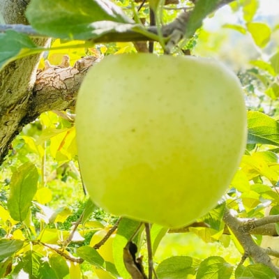 【先行予約丨2026年10月下旬より順次発送】シナノゴールド【約5kg (11〜20玉)】