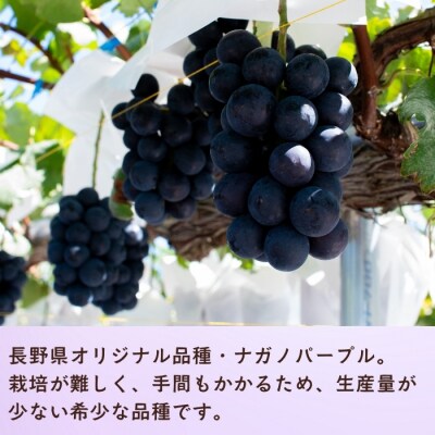 【先行予約】 ナガノパープル 2房 (約1kg) 《 2026年10月～発送 》 