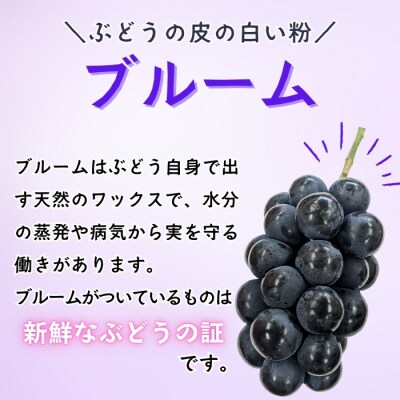 【先行予約】 ナガノパープル 2房 (約1kg) 《 2026年10月～発送 》 