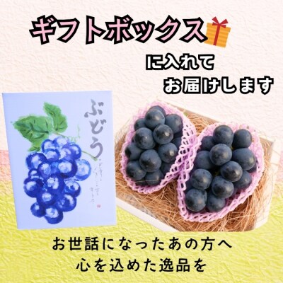 【先行予約】 ナガノパープル 2房 (約1kg) 《 2026年10月〜発送 》 