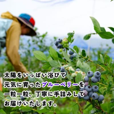 【2026年発送 先行予約】 <生> 完熟 ブルーベリー 姫 1kg 《 2026年7月より発送 》