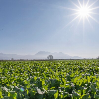 野沢菜漬　タル 1kg