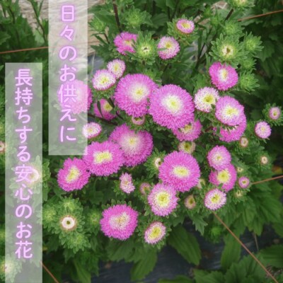 【期間限定】盆花 アスター 奥信濃飯山～木内ファームの盆花アスター21本セット～