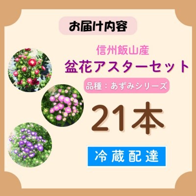 【期間限定】盆花 アスター 奥信濃飯山～木内ファームの盆花アスター21本セット～