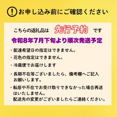 【期間限定】小菊 切り花 奥信濃飯山 ～木内ファームの切花小菊24本セット～