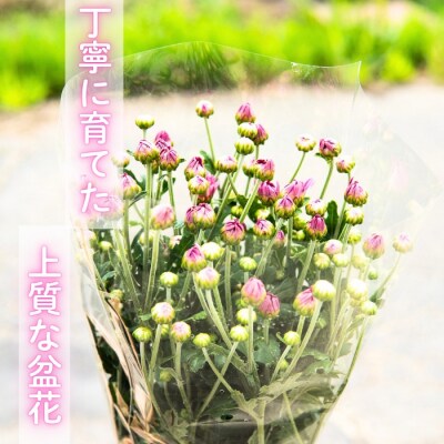 【期間限定】小菊 切り花 奥信濃飯山 ～木内ファームの切花小菊24本セット～