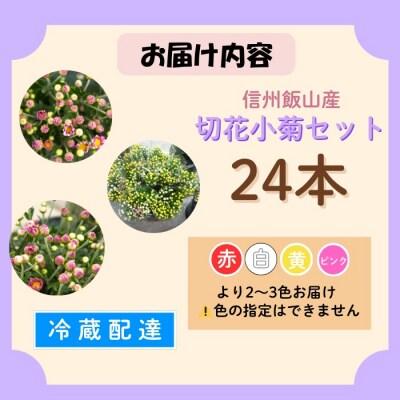 【期間限定】小菊 切り花 奥信濃飯山 ～木内ファームの切花小菊24本セット～