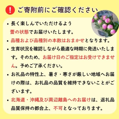 【先行予約】芍薬 切花 おまかせ2〜3品種 20本セット