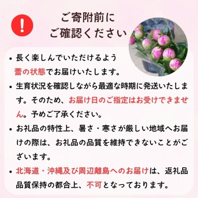 【先行予約】芍薬 切花 〜華燭の典〜 24本セット