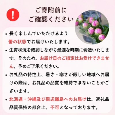 【先行予約】芍薬 切花 ～華燭の典～ 24本セット