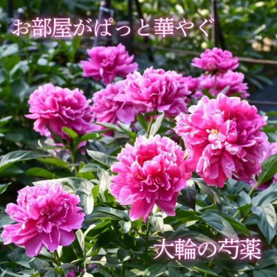 【先行予約】芍薬 切花 〜華燭の典〜 24本セット