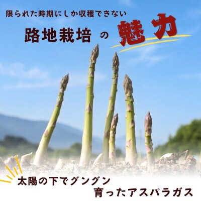 【期間限定】信州産 アスパラガス L・2Lサイズセット 1.25kg