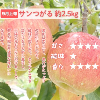 【先行予約│2026年発送 定期便 全4回】旬のりんご定期便
