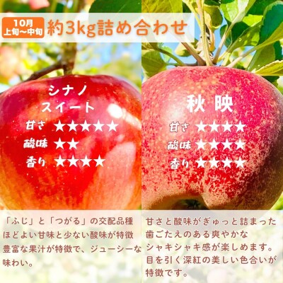 【先行予約│2026年発送 定期便 全4回】旬のりんご定期便