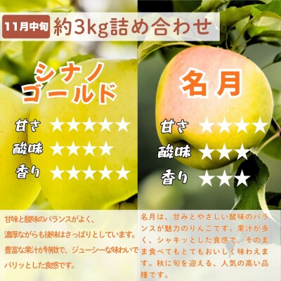 【先行予約│2026年発送 定期便 全4回】旬のりんご定期便