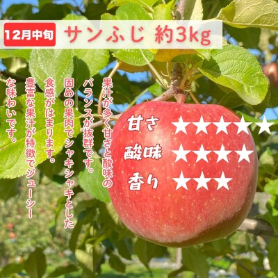 【先行予約│2026年発送 定期便 全4回】旬のりんご定期便