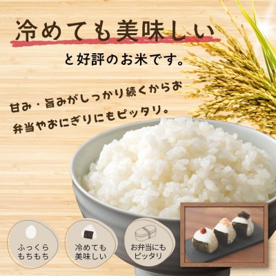 【先行予約】《 令和8年産 新米 》 飯山産 こしひかり 精米 10kg_戸狩サンファーム