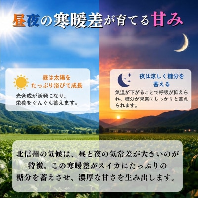 【数量限定】 温井のスイカ 大玉 1玉(8kg以上)《 2026年8月より順次発送 》