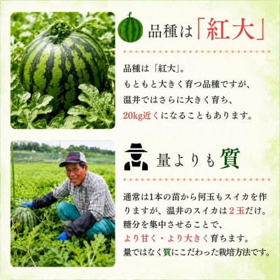 【数量限定】 温井のスイカ 大玉 1玉(8kg以上)《 2026年8月より順次発送 》