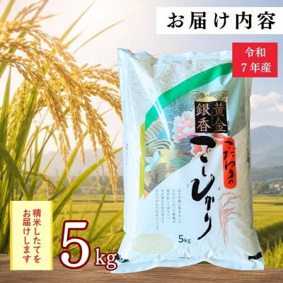 【令和7年産】黄金銀香 飯山産 コシヒカリ 精米 5kg(5kg×1袋)