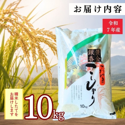 【令和7年産】黄金銀香 飯山産 コシヒカリ 精米 10kg(10kg×1袋)