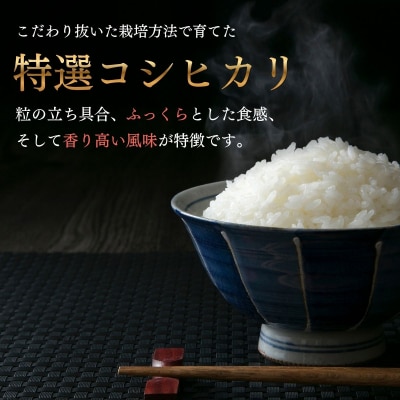 【令和8年 新米予約】コシヒカリ 精米 10kg (5kg×2袋)牛宿農園