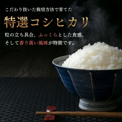 【令和8年 新米予約】コシヒカリ 精米 30kg (30kg×1袋)牛宿農園