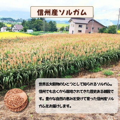 【先行予約】飯山産ソルガム 1kg (500g×2袋) 《出荷時期:2026年12月中旬頃〜》