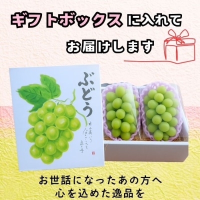 【先行予約】贈答用 シャインマスカット 2房(約1kg以上)木原果樹園