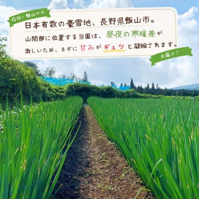【期間限定】信州 飯山産 長ねぎ みゆきネギ 2L 20本(約3kg)│めぶく農園