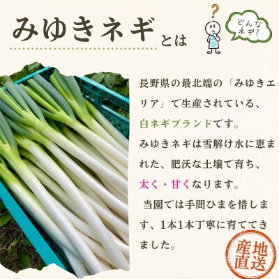 【期間限定】信州 飯山産 長ねぎ みゆきネギ 2L 20本(約3kg)│めぶく農園