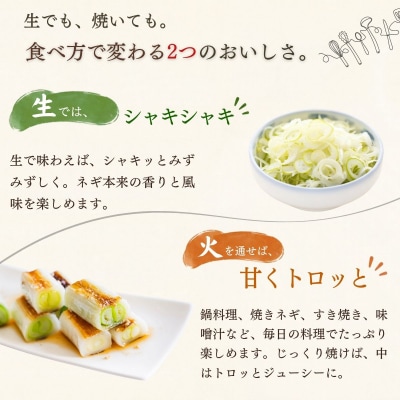 【期間限定】信州 飯山産 長ねぎ みゆきネギ 2L 20本(約3kg)│めぶく農園