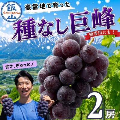 種なし巨峰 2房(約1kg以上)《2026年9月上旬より順次発送》| 木原果樹園