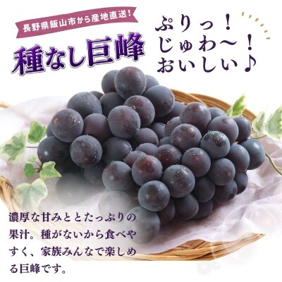 種なし巨峰 2房(約1kg以上)《2026年9月上旬より順次発送》| 木原果樹園