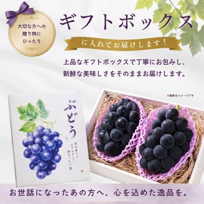 種なし巨峰 2房(約1kg以上)《2026年9月上旬より順次発送》| 木原果樹園