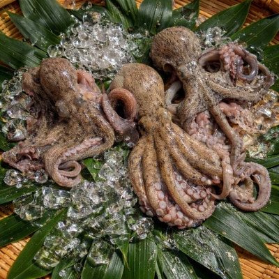 播磨町産【活け〆はりだこ】真空パック 3枚(冷凍)