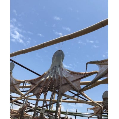 播磨町産【はりだこ(干しダコ)】真空パック 1枚(冷凍)