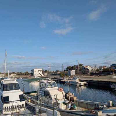 播磨町産【はりだこ(干しダコ)】真空パック 1枚(冷凍)