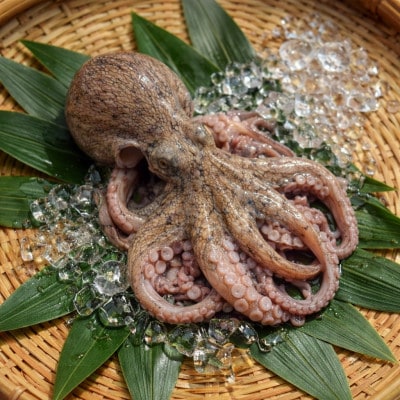 播磨町産【活け〆はりだこ・はりだこ(干しダコ)セット(各1枚)】　計2枚(真空・冷凍)