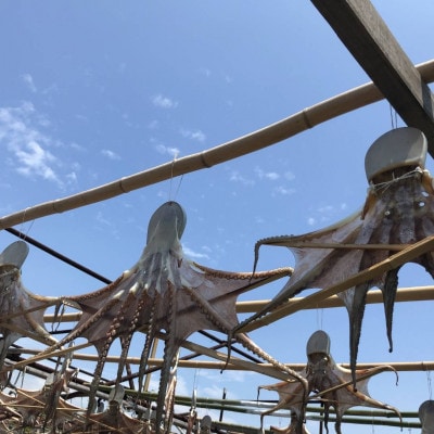 播磨町産【活け〆はりだこ・はりだこ(干しダコ)セット(各1枚)】　計2枚(真空・冷凍)