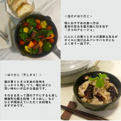播磨町産【活け〆はりだこ・はりだこ(干しダコ)セット(各1枚)】　計2枚(真空・冷凍)