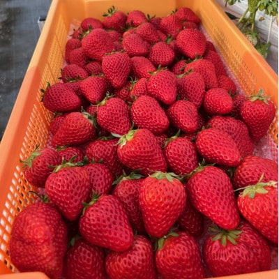 【先行受付】令和9年1月下旬以降順次発送!おまかせ!季節のイチゴ(約260g)×4パック