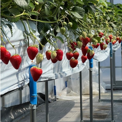 【先行受付】令和9年1月下旬以降順次発送!おまかせ!季節のイチゴ(約260g)×4パック