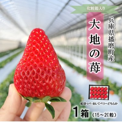 播磨町産【大地の苺】紅ほっぺ・おいCベリー 15～20粒×1箱【化粧箱入り】