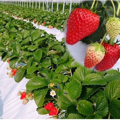 播磨町産【大地の苺】紅ほっぺ・おいCベリー 15～20粒×1箱【化粧箱入り】