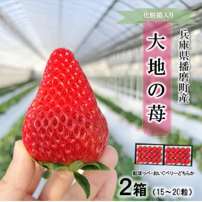 播磨町産【大地の苺】紅ほっぺ・おいCベリー 15～20粒×2箱【化粧箱入り】