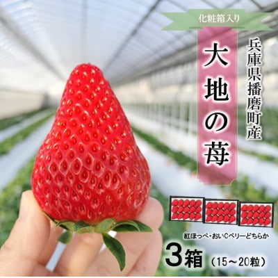 播磨町産【大地の苺】紅ほっぺ・おいCベリー 15～20粒×3箱【化粧箱入り】