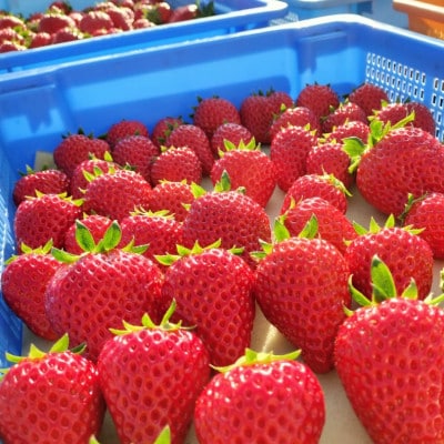 播磨町産【大地の苺】紅ほっぺ・おいCベリー 15～20粒×3箱【化粧箱入り】