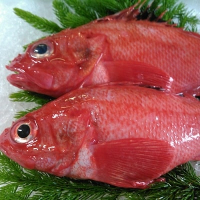 ＜12/10まで年内配送＞★キンキ(下ごしらえ済)2尾 B-72002