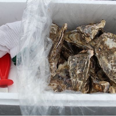 ＜12/21まで年内配送＞殻付き牡蠣の酒蒸し90g以上×17個入 A-57050